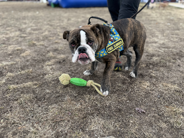 Treat Twister Tug Toy