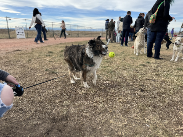 Fetch'n Rope Ball