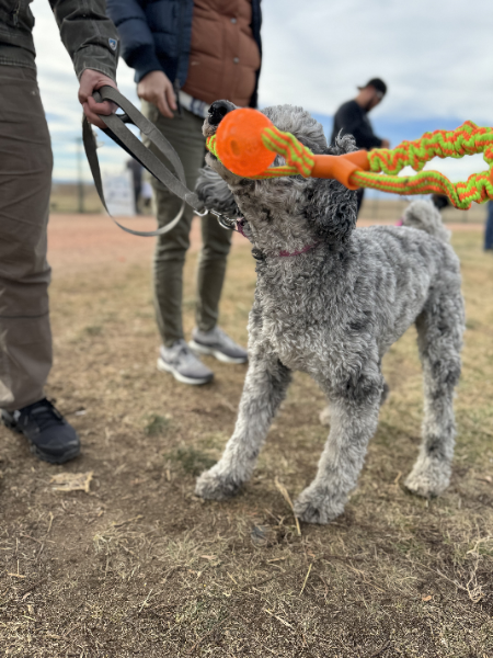 Flex-Loop Stretch & Toss Toy