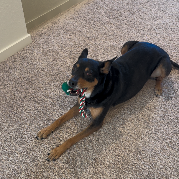 Holiday Hydrant Tug Toy