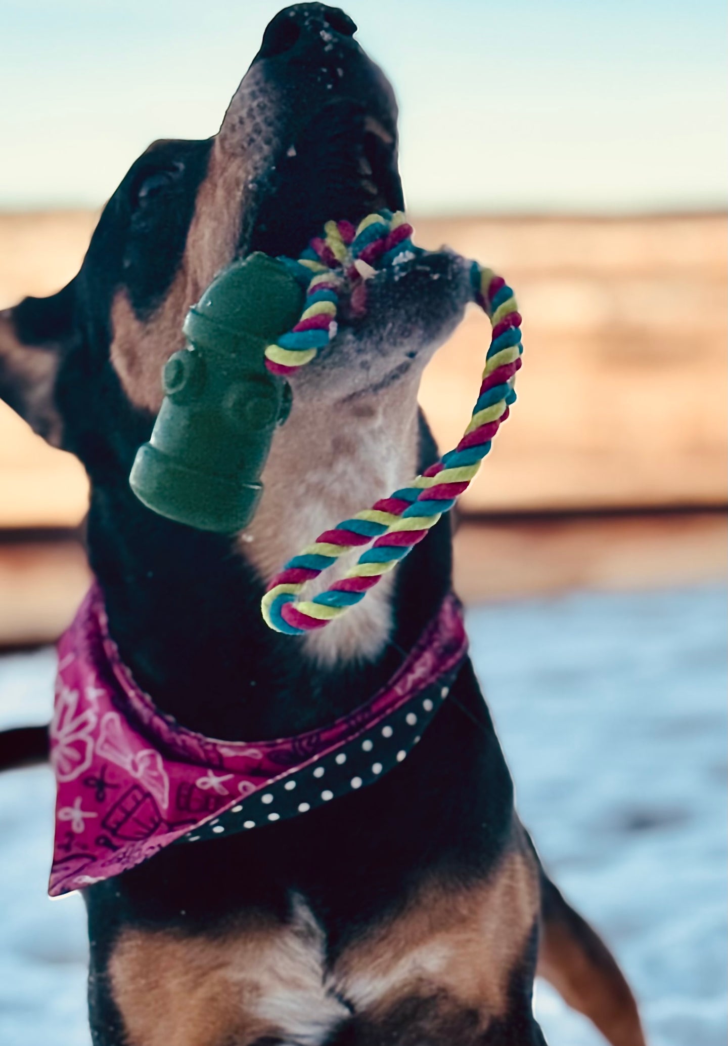 HydroHound Rainbow Rope Toy