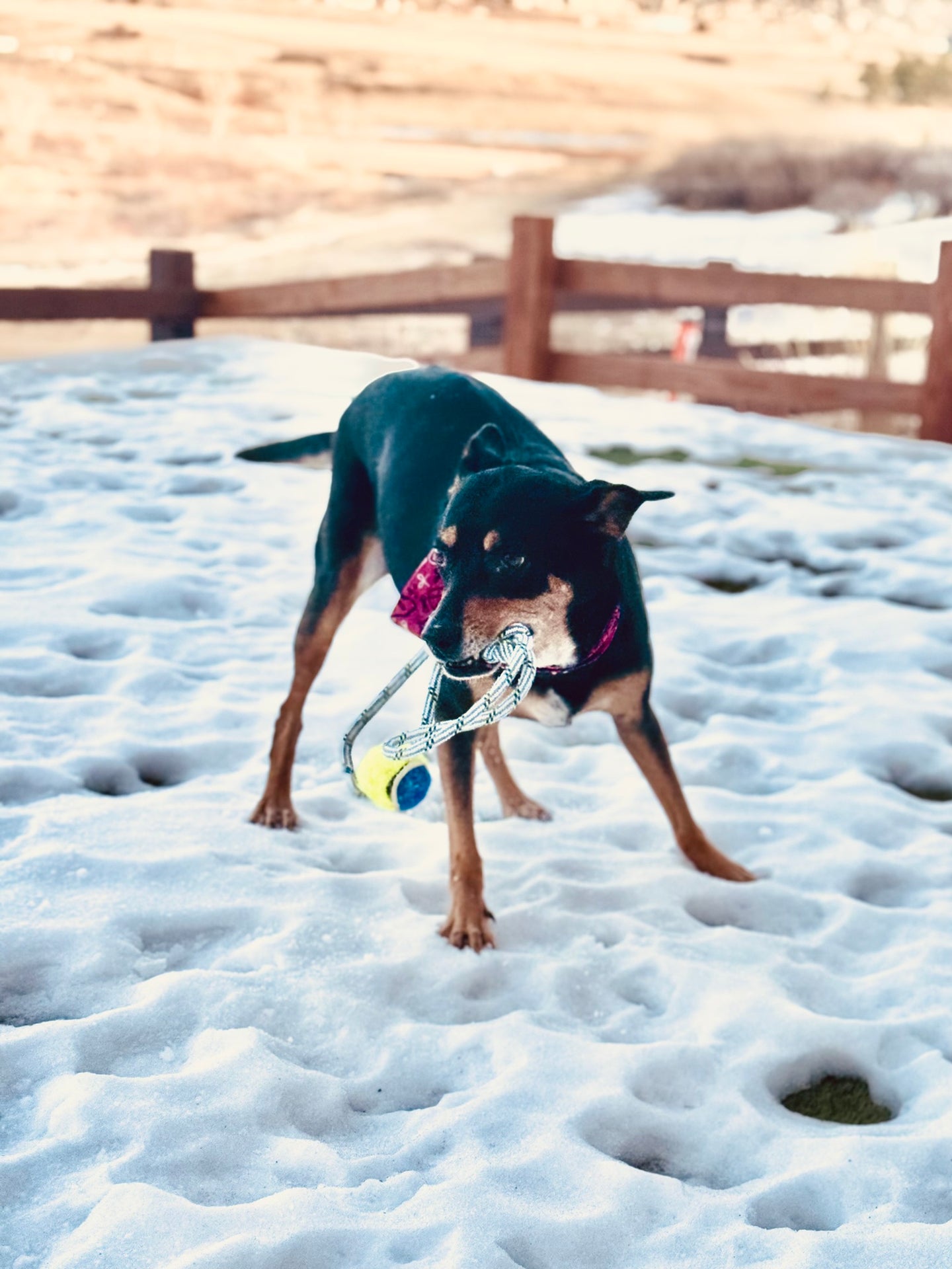 Tennis Toss Rope Loop Dog Toy